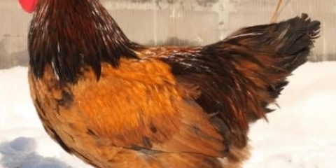 Pasmina kokoši xin xin dian: karakteristike, opis i recenzije